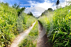 Small country road through lush foliage