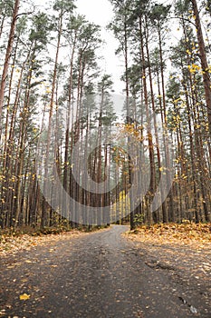 Small countryside asphalt road through forest in autumn