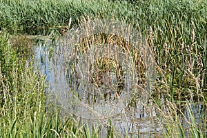 Small Countryside Pond.