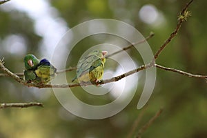 Small couple of parrots in a tree
