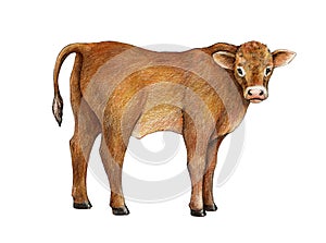 Small cow calf hand drawn illustration. Cute baby farm animal. Brown hair young standing calf side view. Watercolor