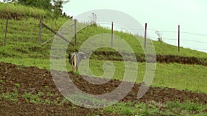 A small cow feeding on a field bordered with fence