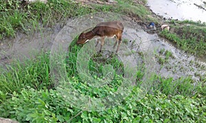 Small cow,grass eatting