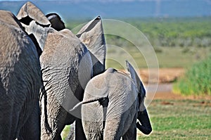 Elephant cowherd heading to the waterhole on a hot day photo