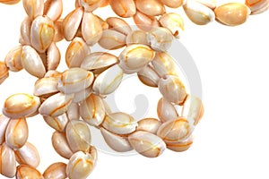 Small Cowry Shell Necklace Close View