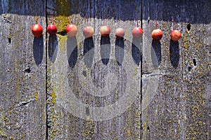 Small crab apples line on old wooden used background