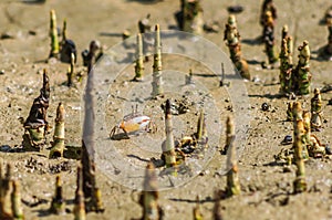 Small crab with big claw in mangrove roots.