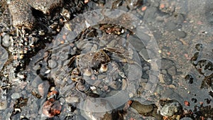 A small crab camouflages perfectly among the pebbles underwater