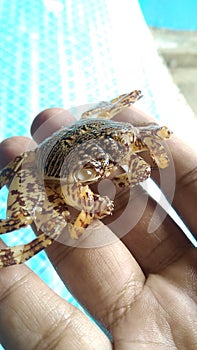 A Small Crab caught in the beach