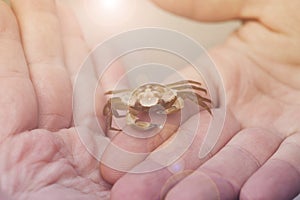 Small Crab Caught from a Beach Held in a Man`s Hands