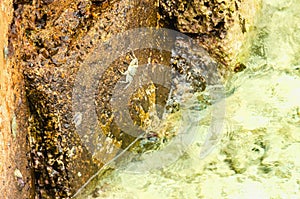 A small crab climbs the bridge