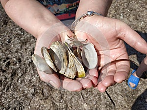 Small crab on female palms