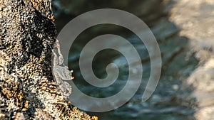 Small crab getting sun on the stone