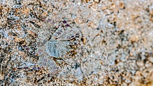 Small crab getting sun on the stone