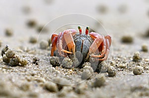 Small crab Portunus armatus or flower crab