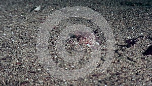 Small crab quickly buries into sandon seabed in the Galapagos.