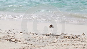 A small crab runs along the beach on one of the Maldives islands