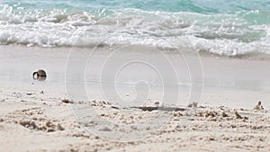 A small crab runs along the beach on one of the Maldives islands