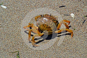 small crab in the sand, Adriatic Sea, sea dweller photo