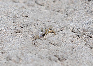 Small crab on the sand close up
