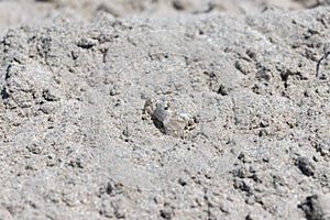 Small crab on the sand close up
