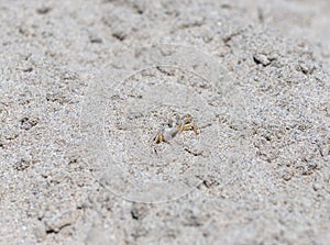 Small crab on the sand close up