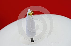 A small crab spider on a plastic flame of led candle