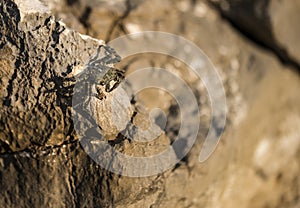 Small crab walking on a rock
