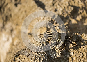 Small crab walking on a rock