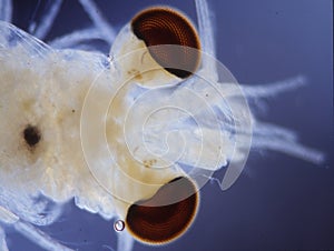 Small crabs as sea plankton