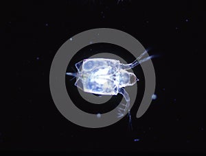 Small crabs as sea plankton