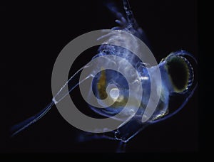 Small crabs as sea plankton