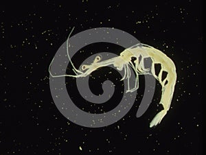 Small crabs as sea plankton