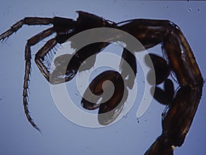 Small crabs as sea plankton