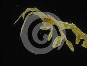 Small crabs as sea plankton