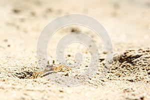 Small crabs on the beach