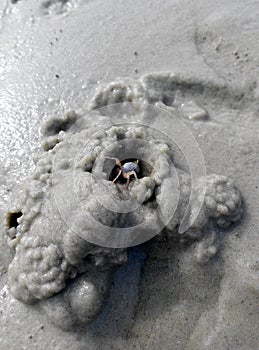 Small crabs are building a nest using moist sea sand.
