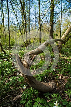 Small cracked and splintered tree trunk in a forest in Europe. Wide angle view, fallen tree, no people
