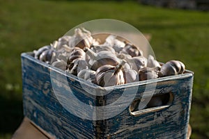 Small crate full of garlic