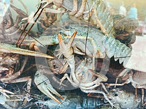 Small crayfish with claws and whiskers sit on top of each other in an aquarium. little space in sea water, crayfish for food, fish