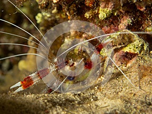 Small Crayfish Red Sea underwater