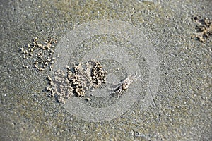 Small creature a baby Red crab wandering on the beach sands near its dane in search of food