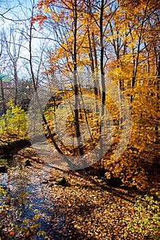 Small creek with fallen fall leaves natural trail park in Rochester, Upstate New York, US, beautiful thick carpet autumn leaf