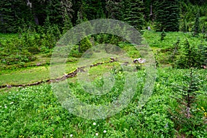 Small creek flowing through an alpine meadow at the Paradise area of Mt. Rainier national park, USA