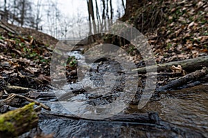 Small creek flowing in the forest