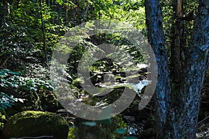 A small creek flowing through the forest surrounded by lush green trees, plants and grass at Lenox Park