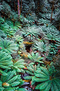 Small creek flowing through lush green rainforest.