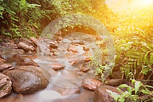 Small creek in the forest lit by rays of the sun