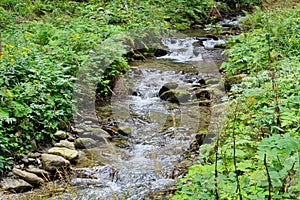 a small creek in the forest in summer