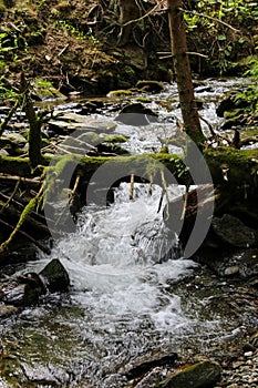 a small creek in the forest in summer